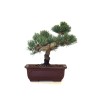 Boutique Bonsai Pinus Pentaphylla, Pin blanc du Japon 23 cm PPJP260403MB