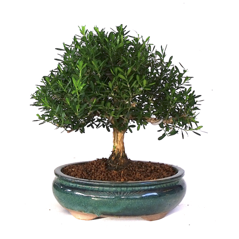 Bonsaï Buxus harlandii 30 cm – Buis d’Indonésie | Sankaly Bonsai