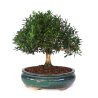 Bonsaï Buxus harlandii 30 cm – Buis d’Indonésie | Sankaly Bonsai