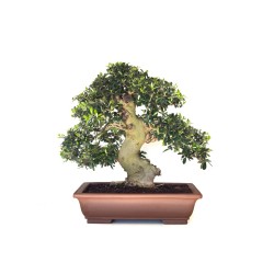 Acheter Bonsai de collection Olivier Olea Europaea Sylvestris 60 cm Sankaly Bonsai
