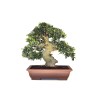 Acheter Bonsai de collection Olivier Olea Europaea Sylvestris 60 cm Sankaly Bonsai