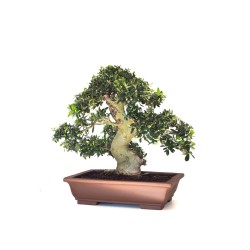 Vente de Bonsai de collection Olivier Olea Europaea Sylvestris 60 cm Sankaly Bonsai