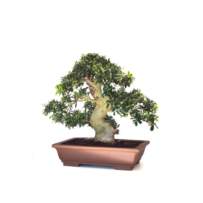 Vente de Bonsai de collection Olivier Olea Europaea Sylvestris 60 cm Sankaly Bonsai