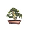 Vente de Bonsai de collection Olivier Olea Europaea Sylvestris 60 cm Sankaly Bonsai