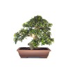 Achat Bonsai de collection Olivier Olea Europaea Sylvestris 60 cm Sankaly Bonsai