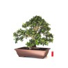 Site vente Bonsai de collection Olivier Olea Europaea Sylvestris 60 cm Sankaly Bonsai