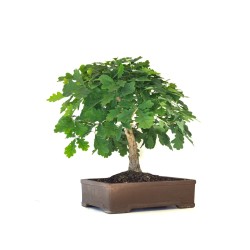 Vente de Bonsai de collection Chêne blanc Quercus Pubescens 60 cm Sankaly Bonsai