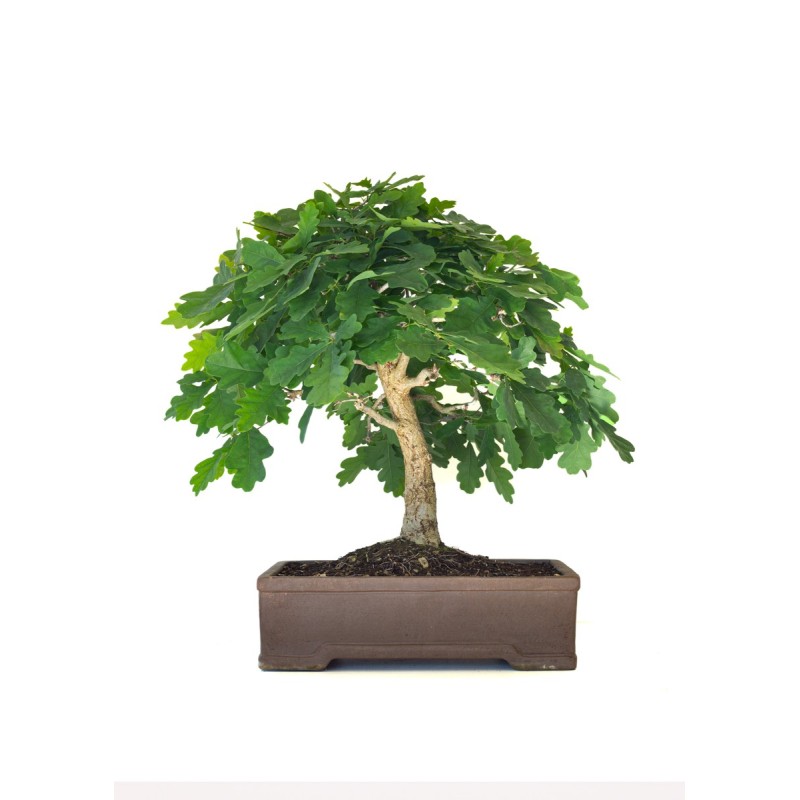 Acheter Bonsai de collection Chêne blanc Quercus Pubescens 60 cm Sankaly Bonsai