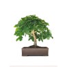 Acheter Bonsai de collection Chêne blanc Quercus Pubescens 60 cm Sankaly Bonsai