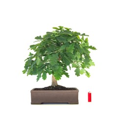 Vente de Bonsai specimen Chêne blanc Quercus Pubescens 60 cm Sankaly Bonsai