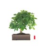 Vente de Bonsai specimen Chêne blanc Quercus Pubescens 60 cm Sankaly Bonsai