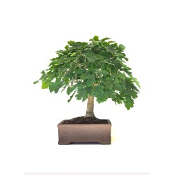 Acheter Bonsai specimen Chêne blanc Quercus Pubescens 60 cm Sankaly Bonsai