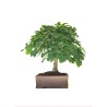 Acheter Bonsai specimen Chêne blanc Quercus Pubescens 60 cm Sankaly Bonsai