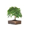 Achat Bonsai de collection Chêne blanc Quercus Pubescens 60 cm Sankaly Bonsai