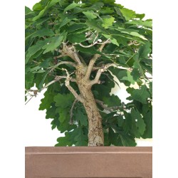 Achat Bonsai specimen Chêne blanc Quercus Pubescens 60 cm Sankaly Bonsai