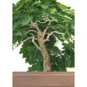 Achat Bonsai specimen Chêne blanc Quercus Pubescens 60 cm Sankaly Bonsai