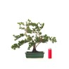 Acheter Bonsai Serissa Foetida indonesien Sankaly Bonsai