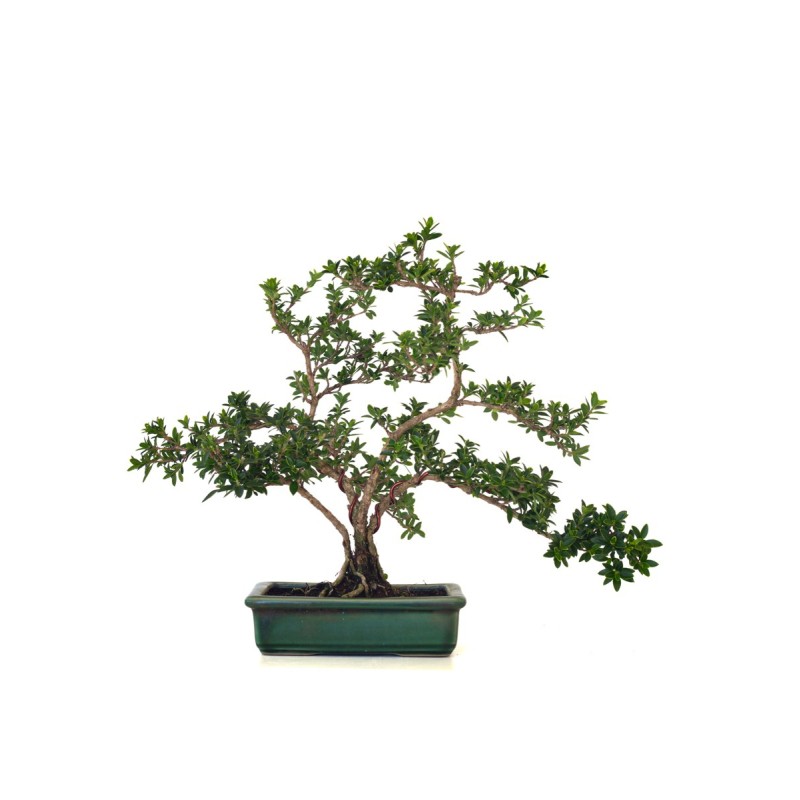 Vente de Bonsai Serissa Foetida indonesien Sankaly Bonsai