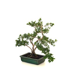 Achat Bonsai Serissa Foetida indonesien Sankaly Bonsai