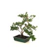 Achat Bonsai Serissa Foetida indonesien Sankaly Bonsai