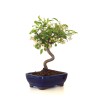 Achat Bonsai Malus Pommier Sankaly Bonsai