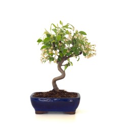 Vente de Bonsai Malus Pommier Sankaly Bonsai