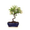 Vente de Bonsai Malus Pommier Sankaly Bonsai