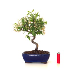 Acheter Bonsai Malus Pommier Sankaly Bonsai