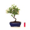Acheter Bonsai Malus Pommier Sankaly Bonsai