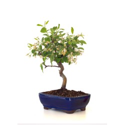 Vente de Bonsai Malus Pommier à fleurs Sankaly Bonsai