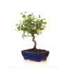 Vente de Bonsai Malus Pommier à fleurs Sankaly Bonsai