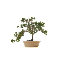 Achat Bonsai Serissa Foetida indonesien Sankaly Bonsai
