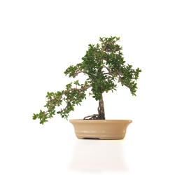 Vente de Bonsai Serissa Foetida indonesien Sankaly Bonsai