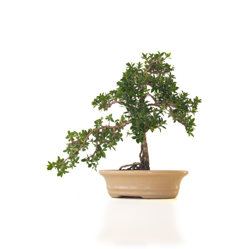 Vente de Bonsai Serissa Foetida indonesien Sankaly Bonsai