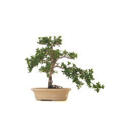 Acheter Bonsai intérieur Serissa Foetida indonesien Sankaly Bonsai
