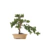 Acheter Bonsai intérieur Serissa Foetida indonesien Sankaly Bonsai