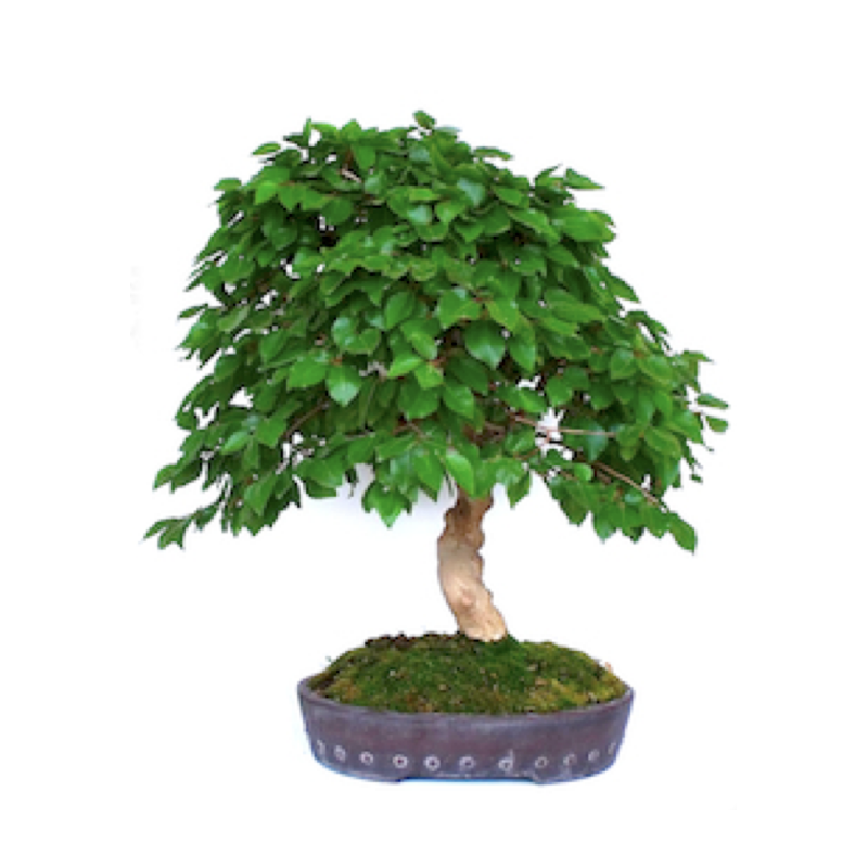 Bonsaï Charme de Corée 40 cm origine Japon | Sankaly Bonsai