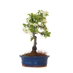 Achat Bonsai Malus Pommier à fleurs Sankaly Bonsai