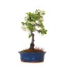 Achat Bonsai Malus Pommier à fleurs Sankaly Bonsai