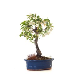 Vente de Bonsai Malus Pommier à fleurs Sankaly Bonsai