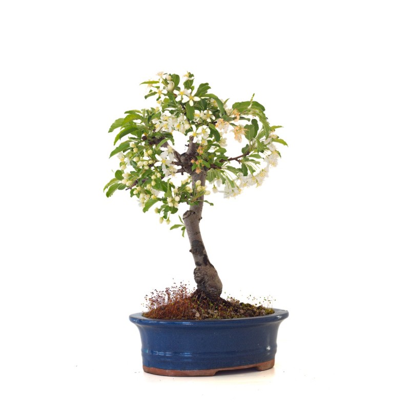 Vente de Bonsai Malus Pommier à fleurs Sankaly Bonsai