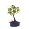 Vente de Bonsai Malus Pommier à fleurs Sankaly Bonsai