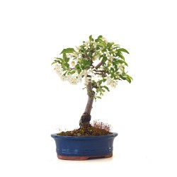 Acheter Bonsai Malus Pommier à fleurs Sankaly Bonsai