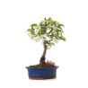 Acheter Bonsai Malus Pommier à fleurs Sankaly Bonsai