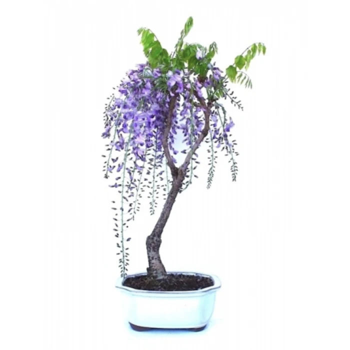 Vente de Bonsai Glycine 70 cm Sankaly Bonsai
