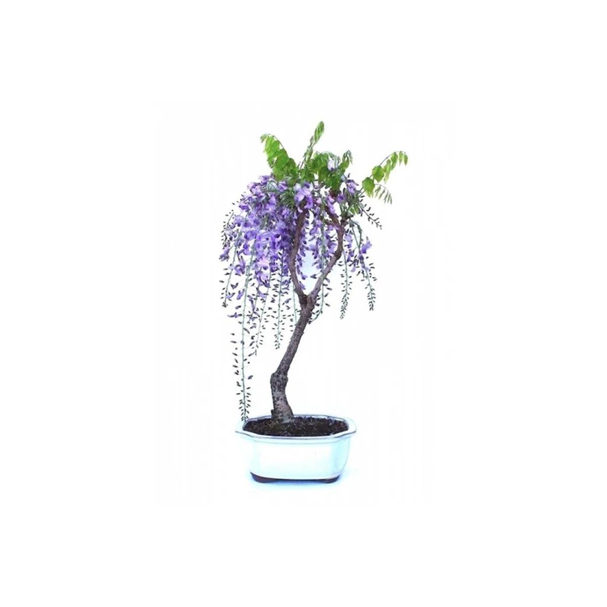 Vente de Bonsai Glycine 70 cm Sankaly Bonsai
