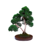 Vente de Bonsai Juniperus Chinensis Sokan Sankaly Bonsai