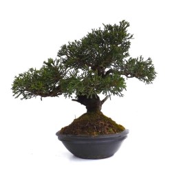 Vente de Bonsai Juniperus Chinensis Itoigawa Sankaly Bonsai