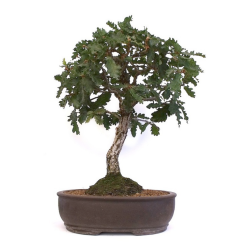 Bonsaï Chêne blanc 30 cm origine Europe | Sankaly Bonsai