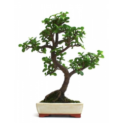 Bonsaï Crassula Ovata 35 cm – Arbre de Jade | Sankaly Bonsai